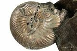 Iridescent, Pyritized Ammonite (Quenstedticeras) Fossil Display #353748-1